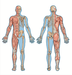 Der Bewegungsapparat Menschlicher Knochenkörper