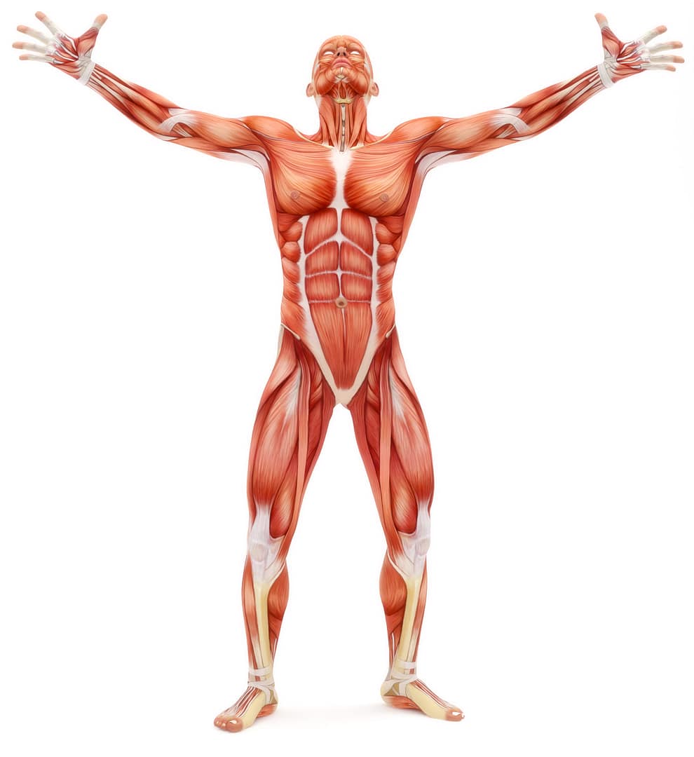 Musculoskeletal system and human body – Mario Klintworth Personal Training