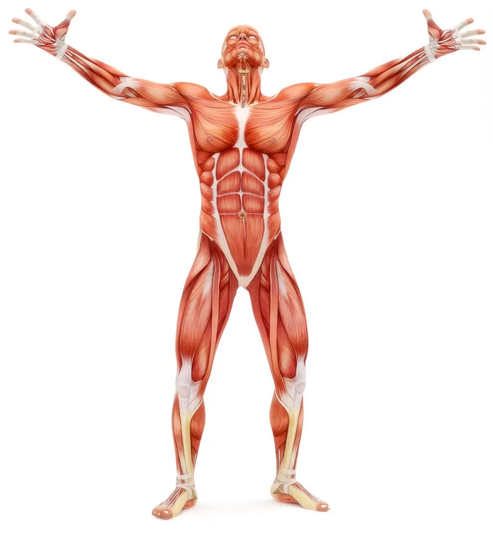 Musculoskeletal system and human body – Mario Klintworth Personal Training